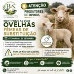 🐑 ATENÇÃO, PRODUTORES DE OVINOS! ⚠️
