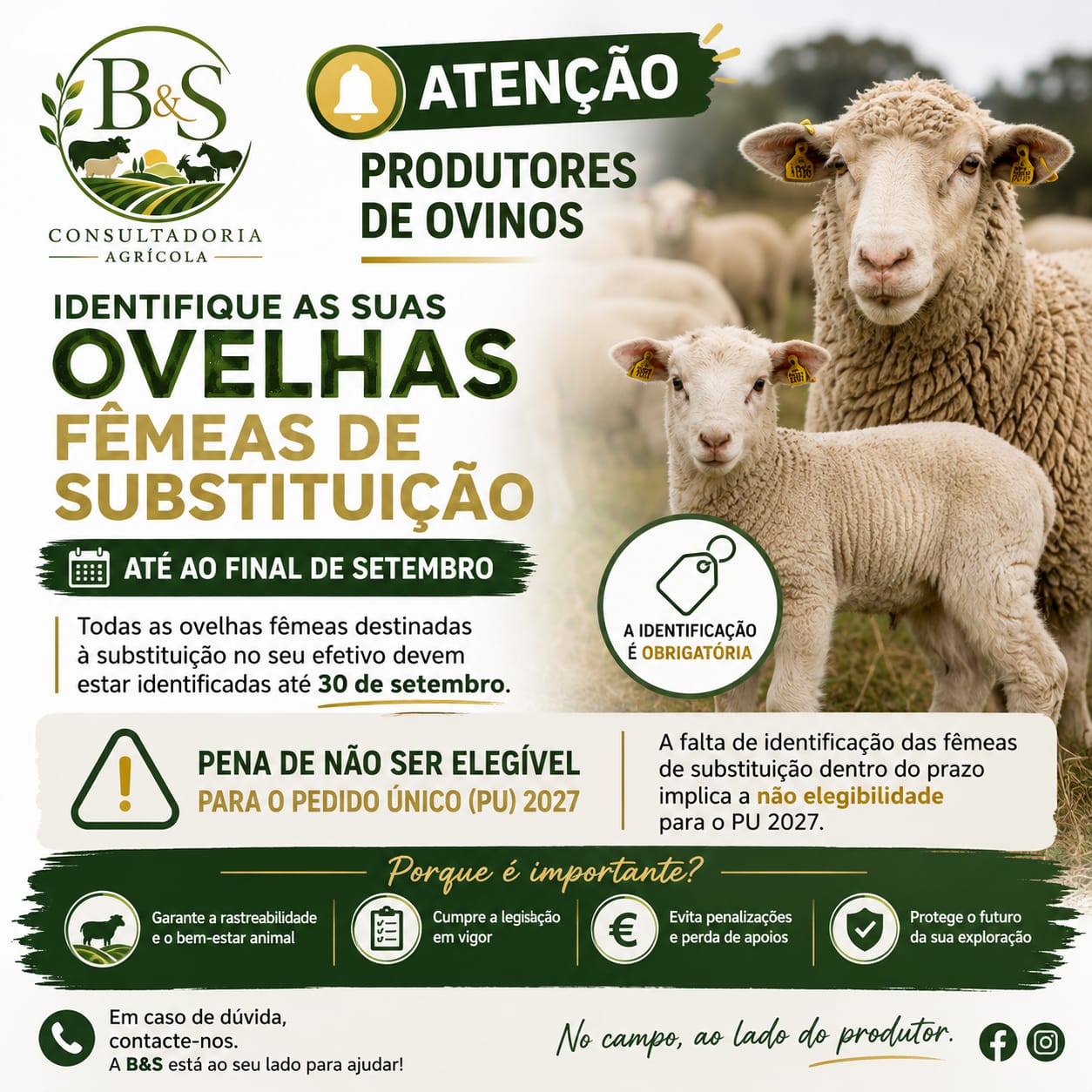 🐑 ATENÇÃO, PRODUTORES DE OVINOS! ⚠️
